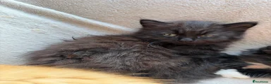 Mixed Breed Kitten 2 Toto