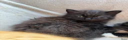 Mixed Breed cats for sale: Kittens for good homes - Advert 6