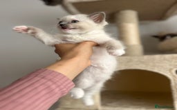 Ragdoll cats for sale: 5 Pure Ragdoll kittens - All Females -Pickup Ready - Image 14