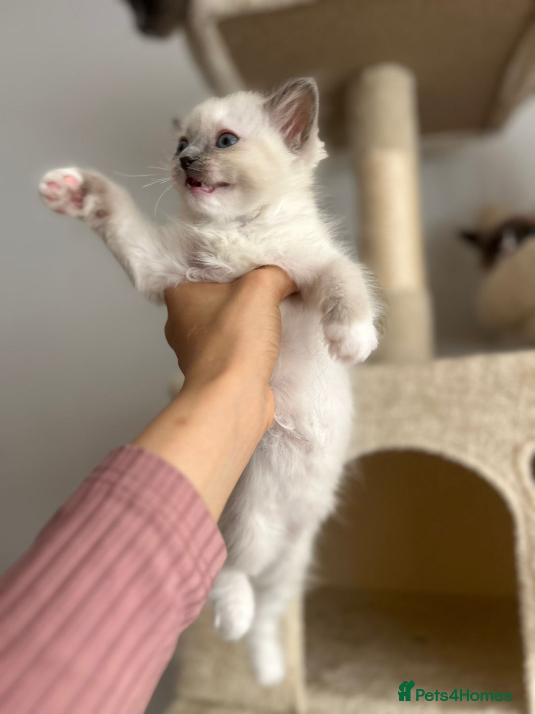Ragdoll cats for sale: 5 Pure Ragdoll kittens - All Females -Pickup Ready - Image 14