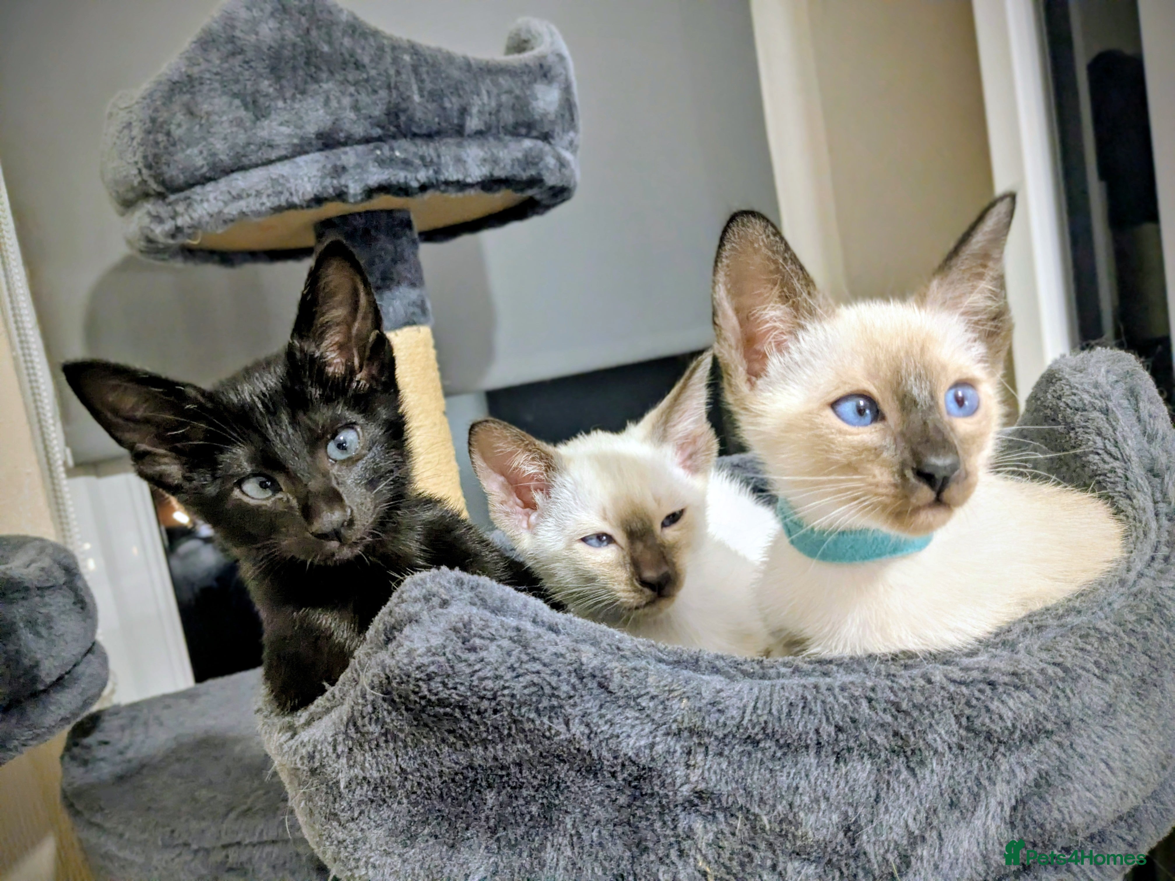 Siamese cats 6 little monkeys 🩷🩵 - Advert 5