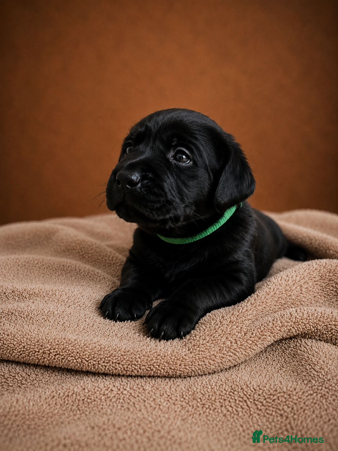 Labrador Retriever dogs Exceptional Labrador Retriever puppies - Advert 1