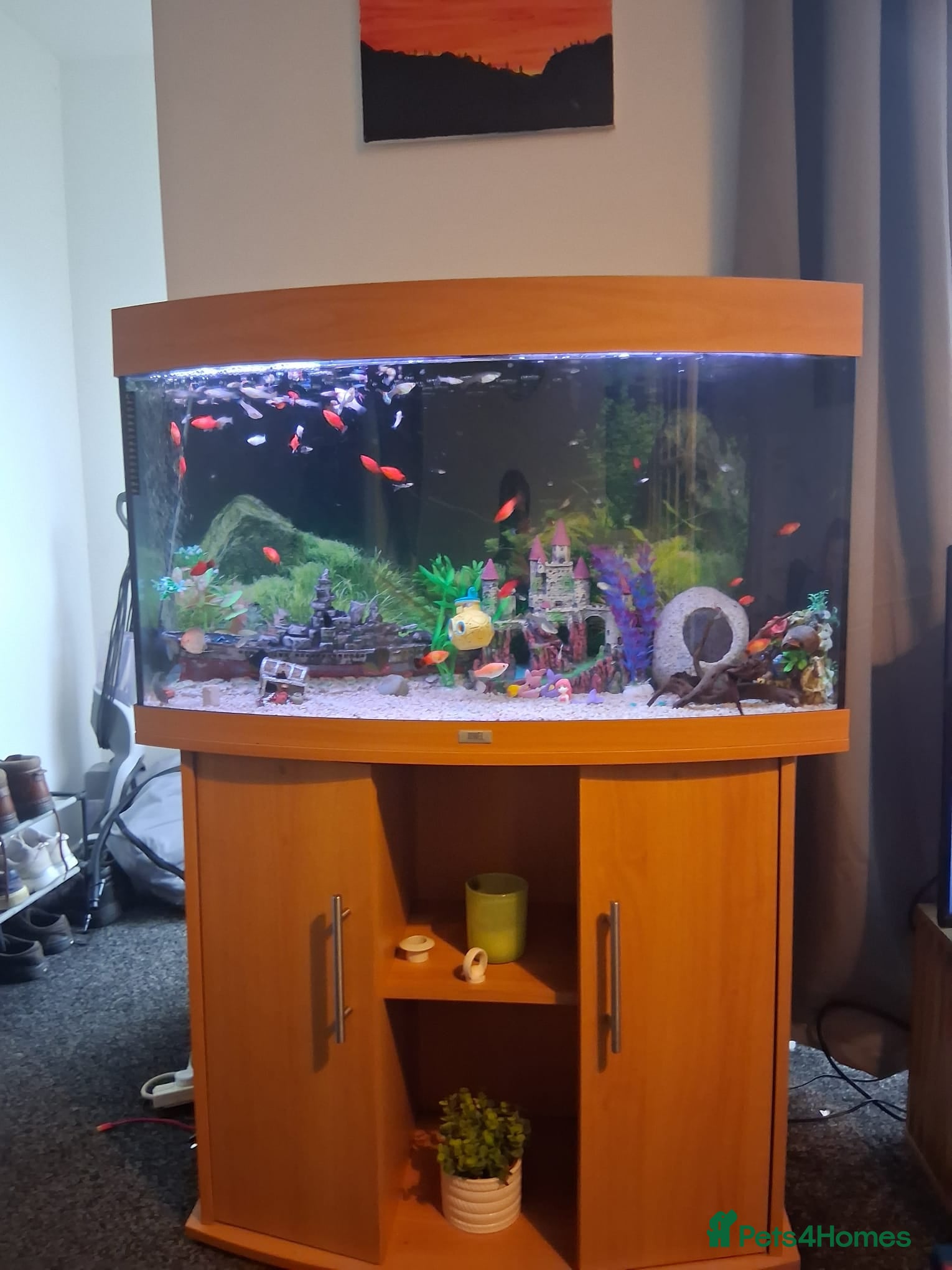 Other/Mixed Breed fish Tropical fish tank-180L tank, cabinet and fish - Advert 2