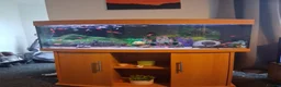 Other/Mixed Breed fish for sale: Tropical fish tank-180L tank, cabinet and fish in Kidderminster - Advert 1
