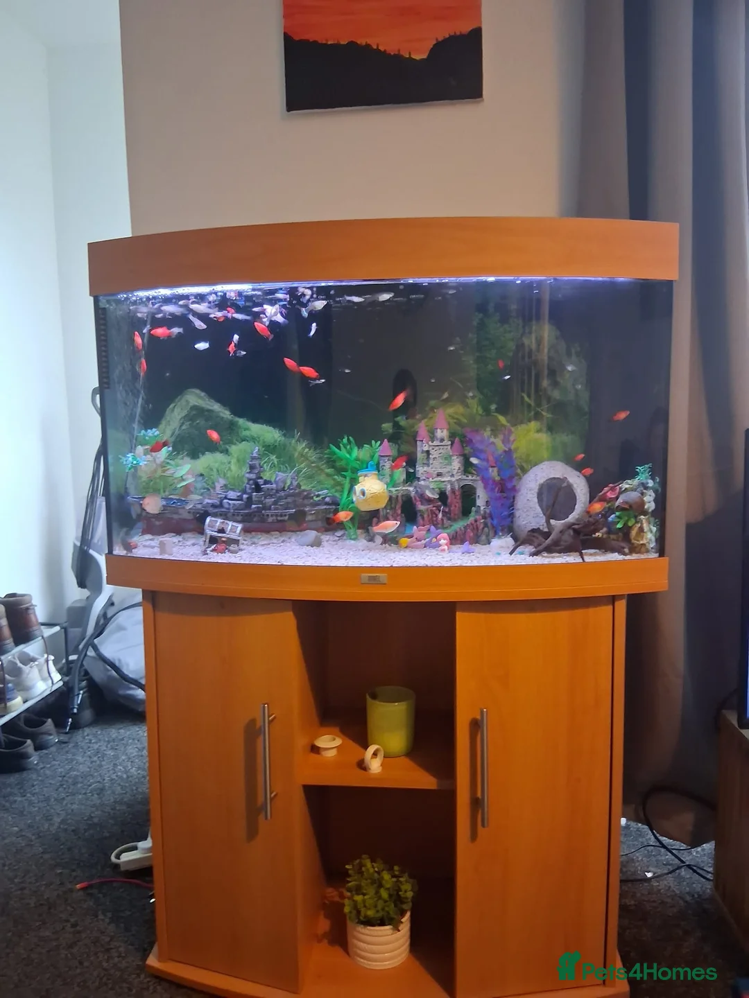 Other/Mixed Breed fish for sale: Tropical fish tank-180L tank, cabinet and fish in Kidderminster - Advert 1