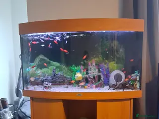 Other/Mixed Breed fish Tropical fish tank-180L tank, cabinet and fish - Advert 1