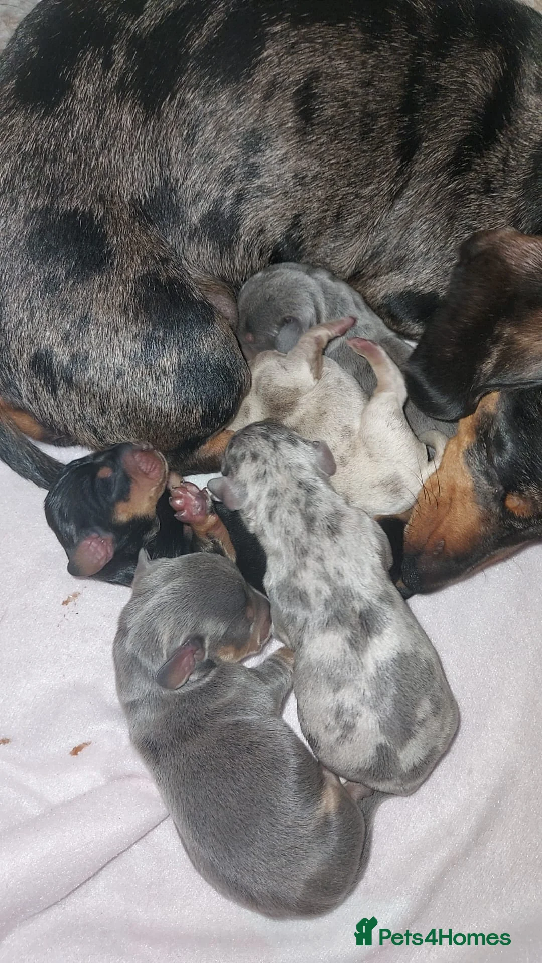 Miniature Dachshund dogs for stud: KC reg Isabella & Tan Stud! Free ovulation test in Stockton-on-Tees - Advert 11