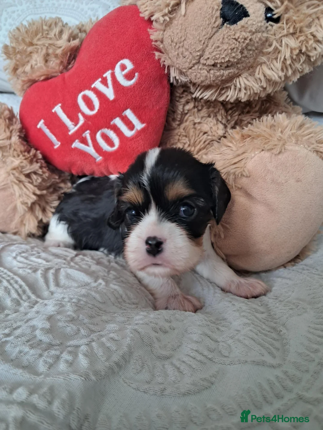 Cavalier King Charles Spaniel dogs for sale: KCRegistered Cavalier King Charles Spaniel Puppies - Advert 2