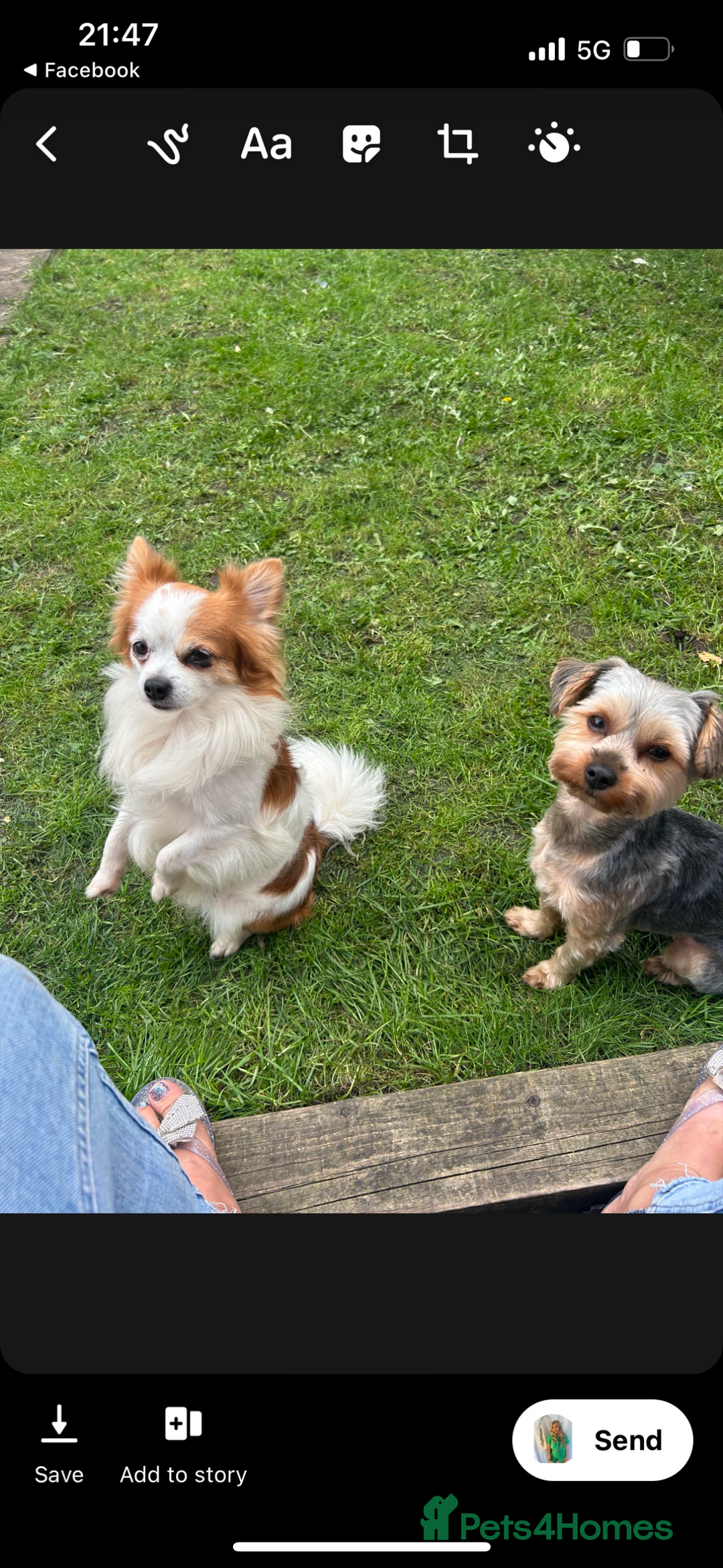 Chihuahua dogs for stud: Long haired party chihuahua  - Advert 14