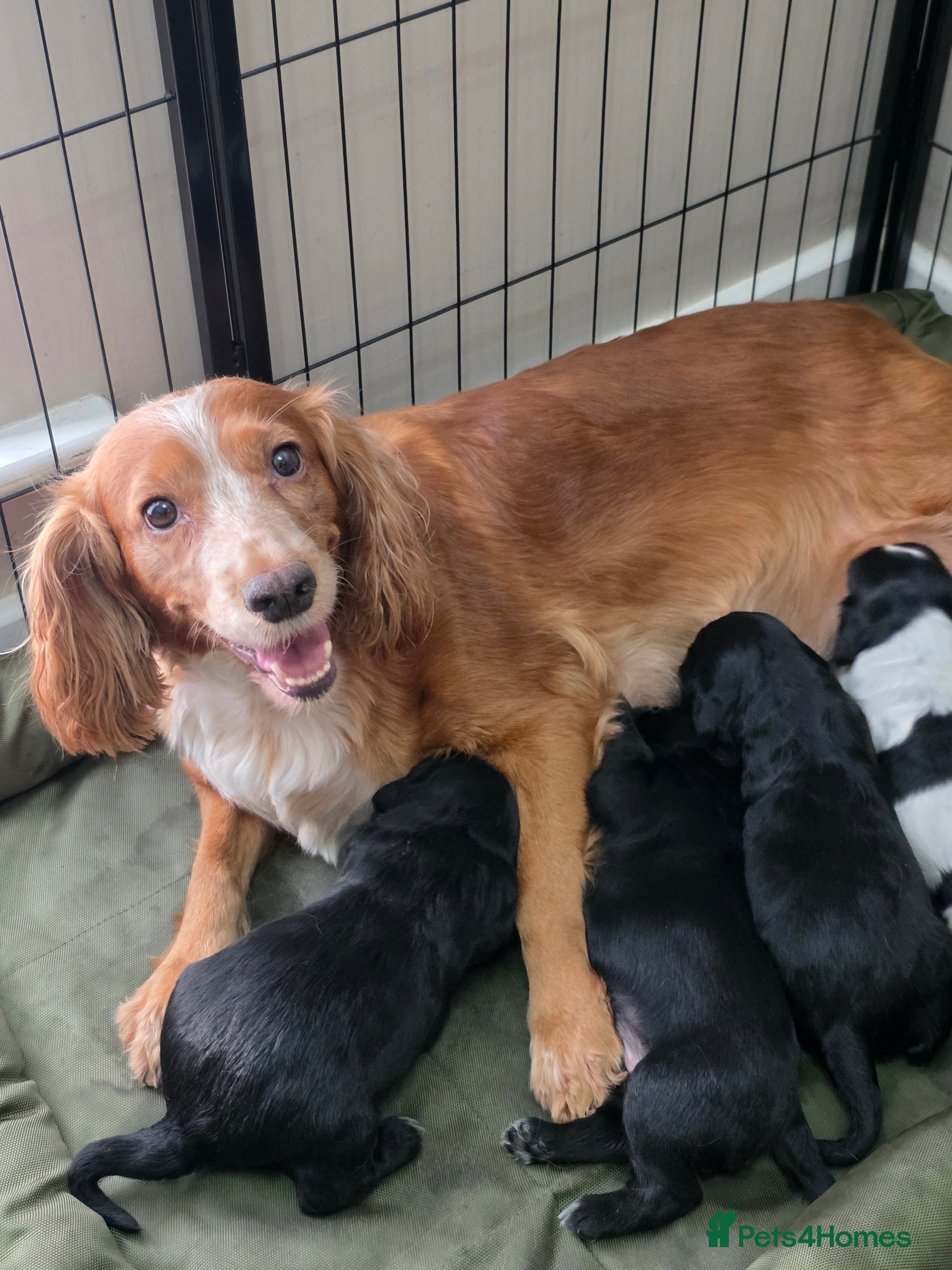Cocker Spaniel dogs Working cocker spaniel puppies  - Advert 5