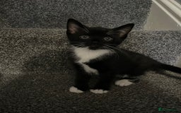 Mixed Breed cats for sale: 5 Kittens for sale  - Image 5