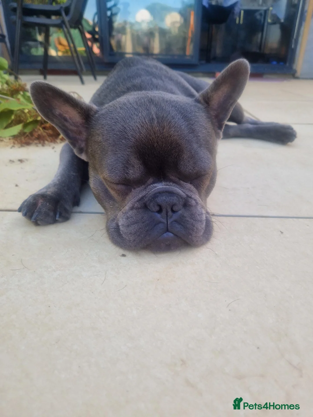 French Bulldog dogs for sale: Blue Male frenchie 1 year 3 months old  in Sittingbourne - Advert 2