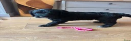 Goldendoodle dogs for sale: Superb Fully Health Tested Rare Goldendoodle Pups in Basingstoke - Advert 8