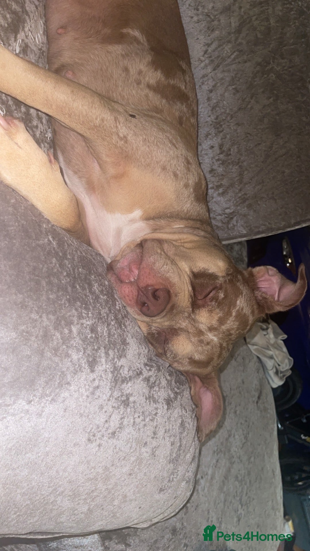 American Bully dogs Reverse tri chocolate Merle  - Advert 1