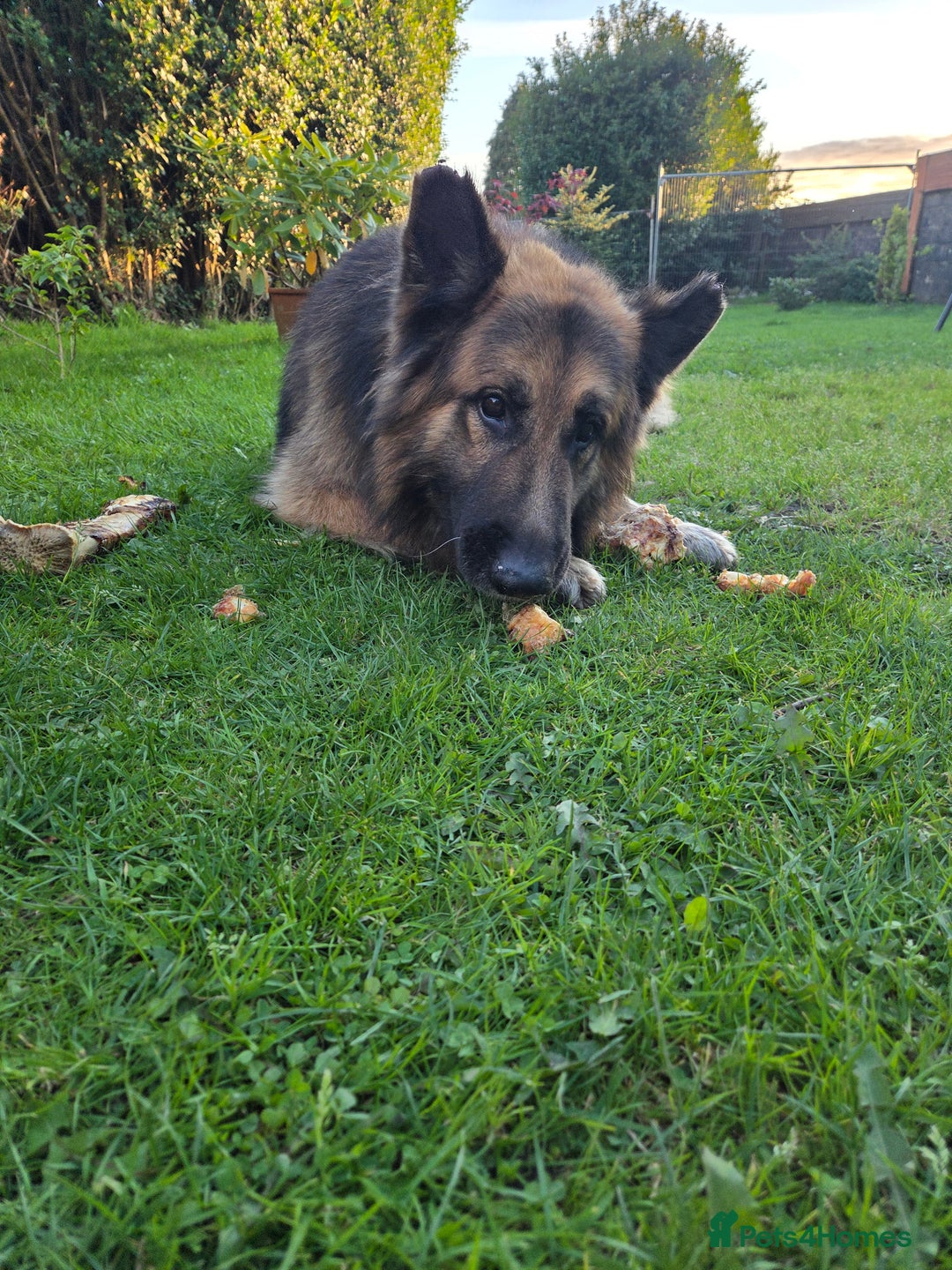 German Shepherd dogs for sale: 8 Years Old Male German Shepherd - Advert 4