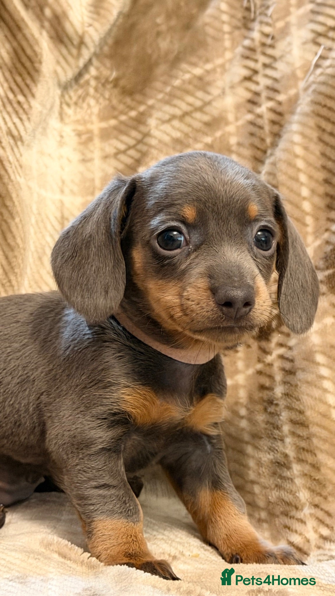 Miniature Dachshund dogs !!!REDUCED!!! Adorable Miniature Dachshund Puppies - Advert 11