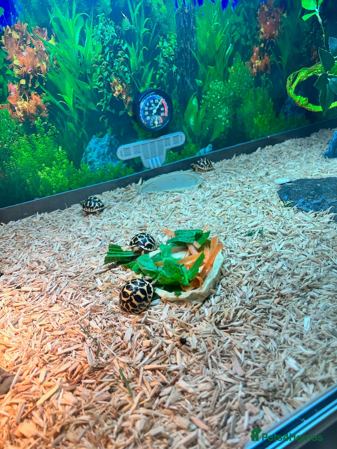 Tortoise reptiles for sale: CB25 indian star tortoise for sale - Advert 4