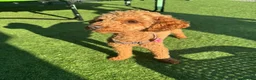 Toy Poodle dogs for sale: Pumpkin our beautiful toy poodle  - Advert 7