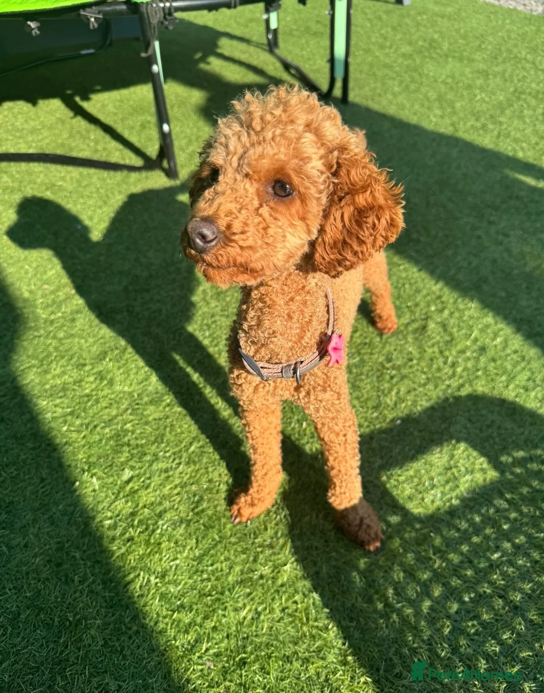 Toy Poodle dogs for sale: Pumpkin our beautiful toy poodle  - Advert 7