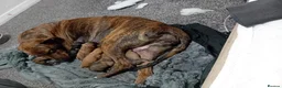 Mixed Breed dogs for sale: Puppies in South Shields - Advert 5