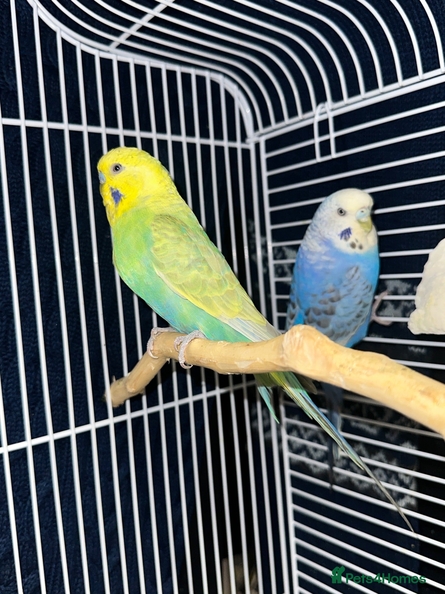 Budgerigars birds Budgie pair - Advert 22
