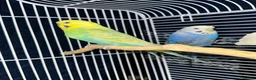 Budgerigars birds for sale: Budgie pair - Advert 1