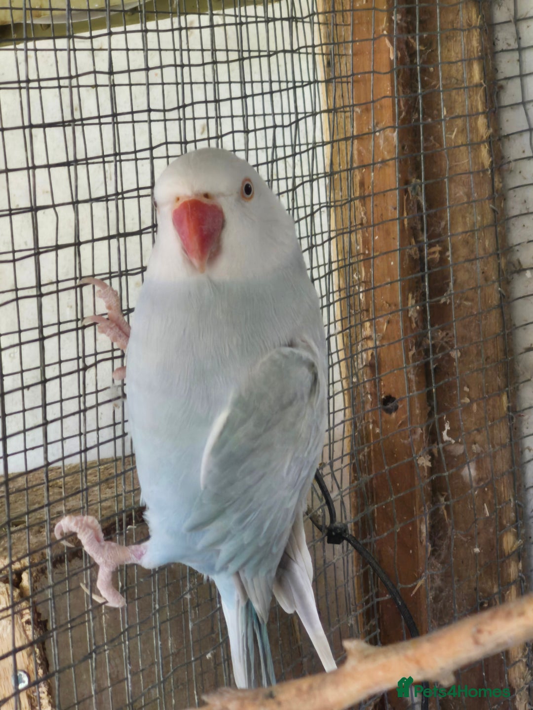 Ringnecks birds for sale: Ringneck Female  - Image 4