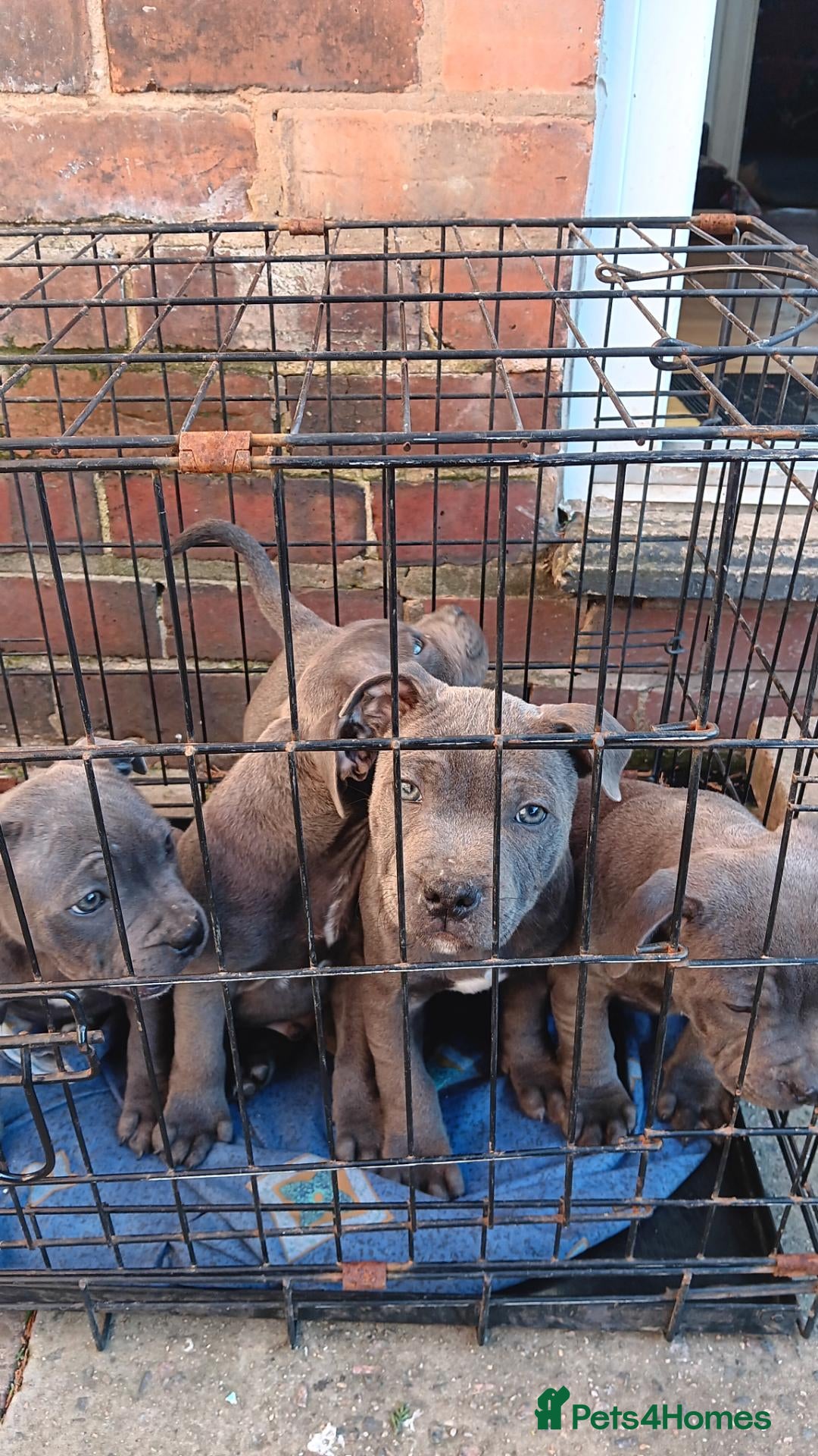Staffordshire Bull Terrier dogs for sale: Staffie - Advert 2