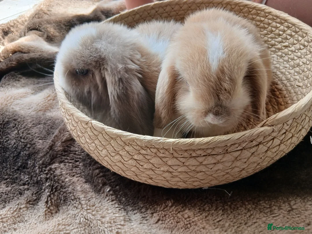 Mini Lop rabbits for sale: 8 week old mini lop  in Harlow - Advert 2