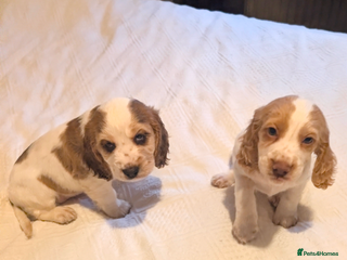 Cocker Spaniel dogs - Advert 3