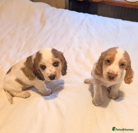 Cocker Spaniel dogs - Advert 1