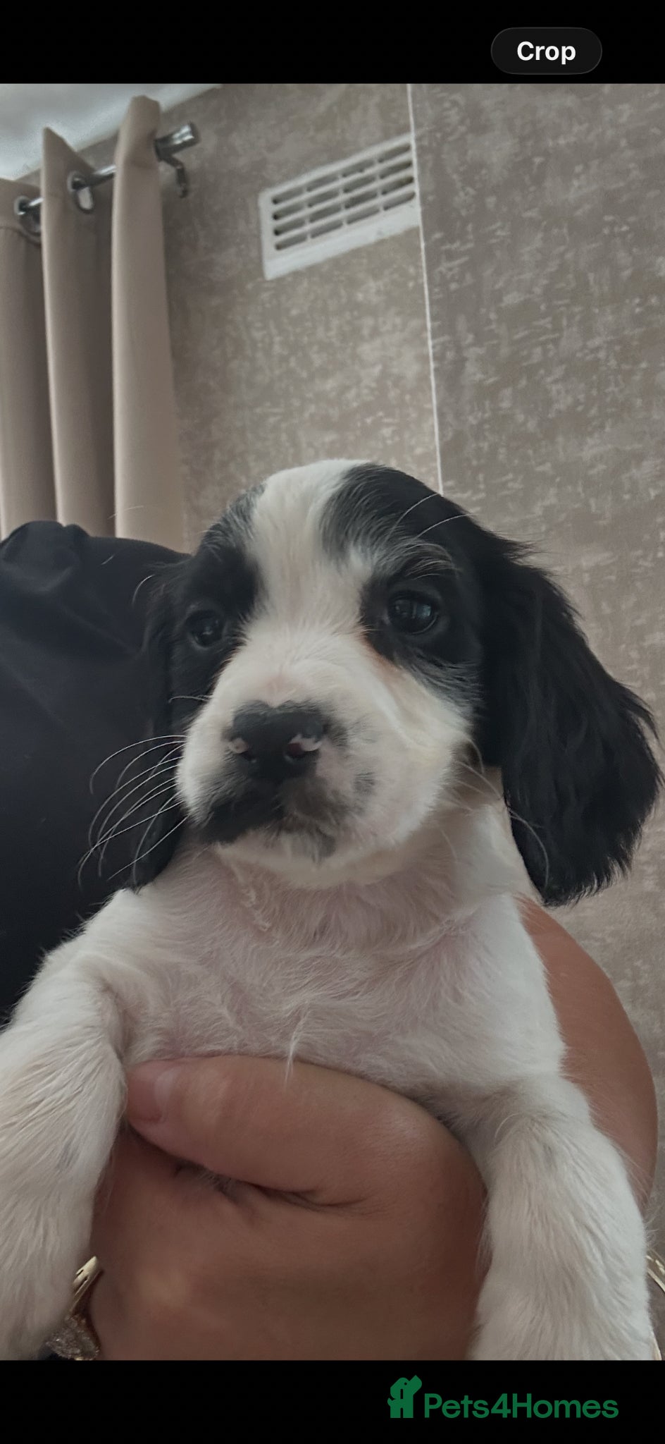 Cocker Spaniel dogs Cocker spaniel puppies boys left - Advert 18