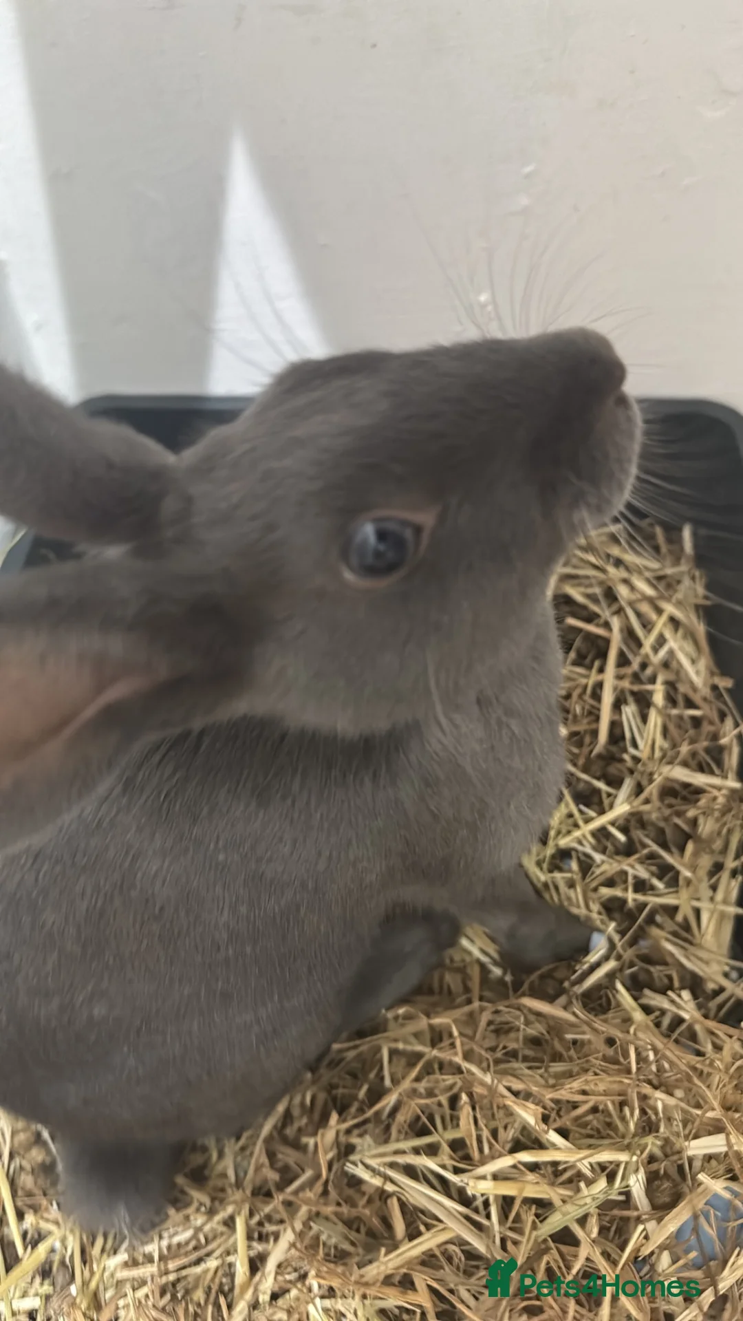 Mixed Breed rabbits for sale: Good rabbit male named Bonnie  in Peterhead - Advert 4