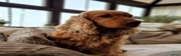 Cocker Spaniel dogs for stud: RKC DNA Clear Golden Show Cocker Spaniel Stud - Advert 4