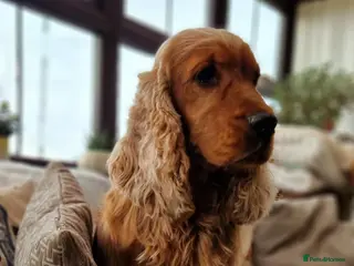 Cocker Spaniel dogs RKC DNA Clear Golden Show Cocker Spaniel Stud - Advert 2
