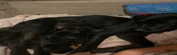 Mixed Breed dogs for sale: Rottweiler/akita / mastiff/ Serbiandefence puppies in Swadlincote - Advert 13