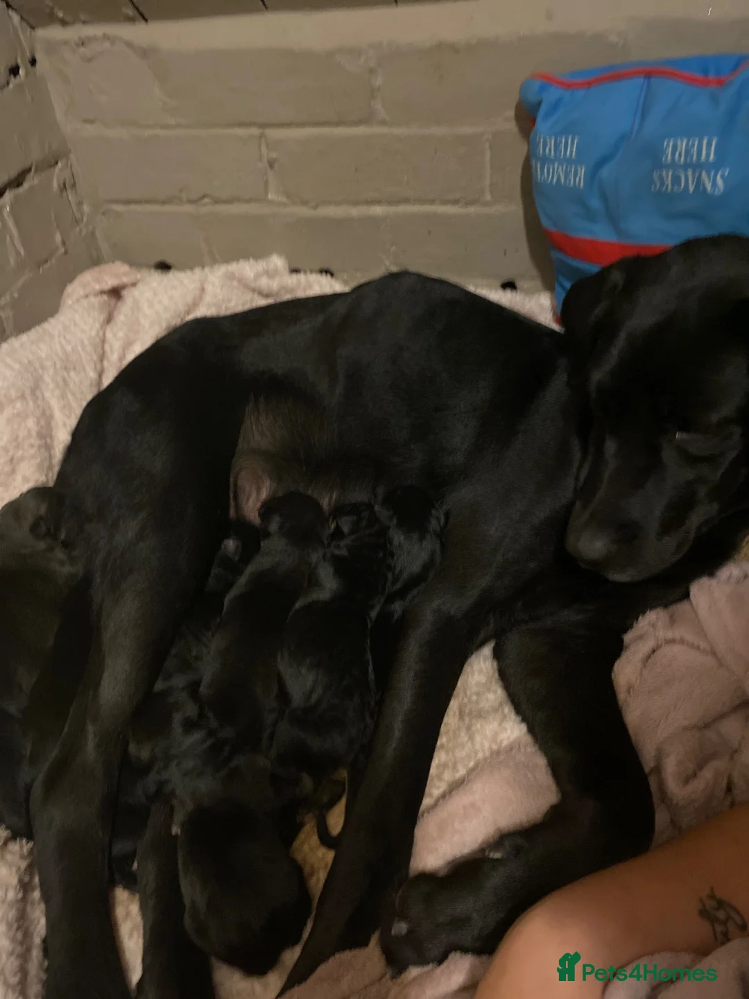Mixed Breed dogs for sale: Rottweiler/akita / mastiff/ Serbiandefence puppies in Swadlincote - Advert 13