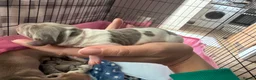 Miniature Dachshund dogs for sale: 5 beautiful puppies - Advert 5