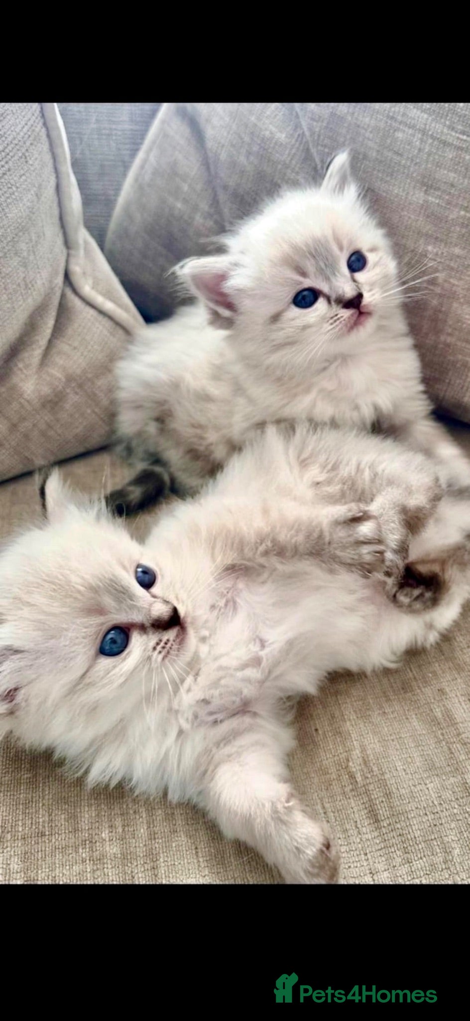 Ragdoll cats 🩷 Waiting list for 2026  💜 - Advert 18