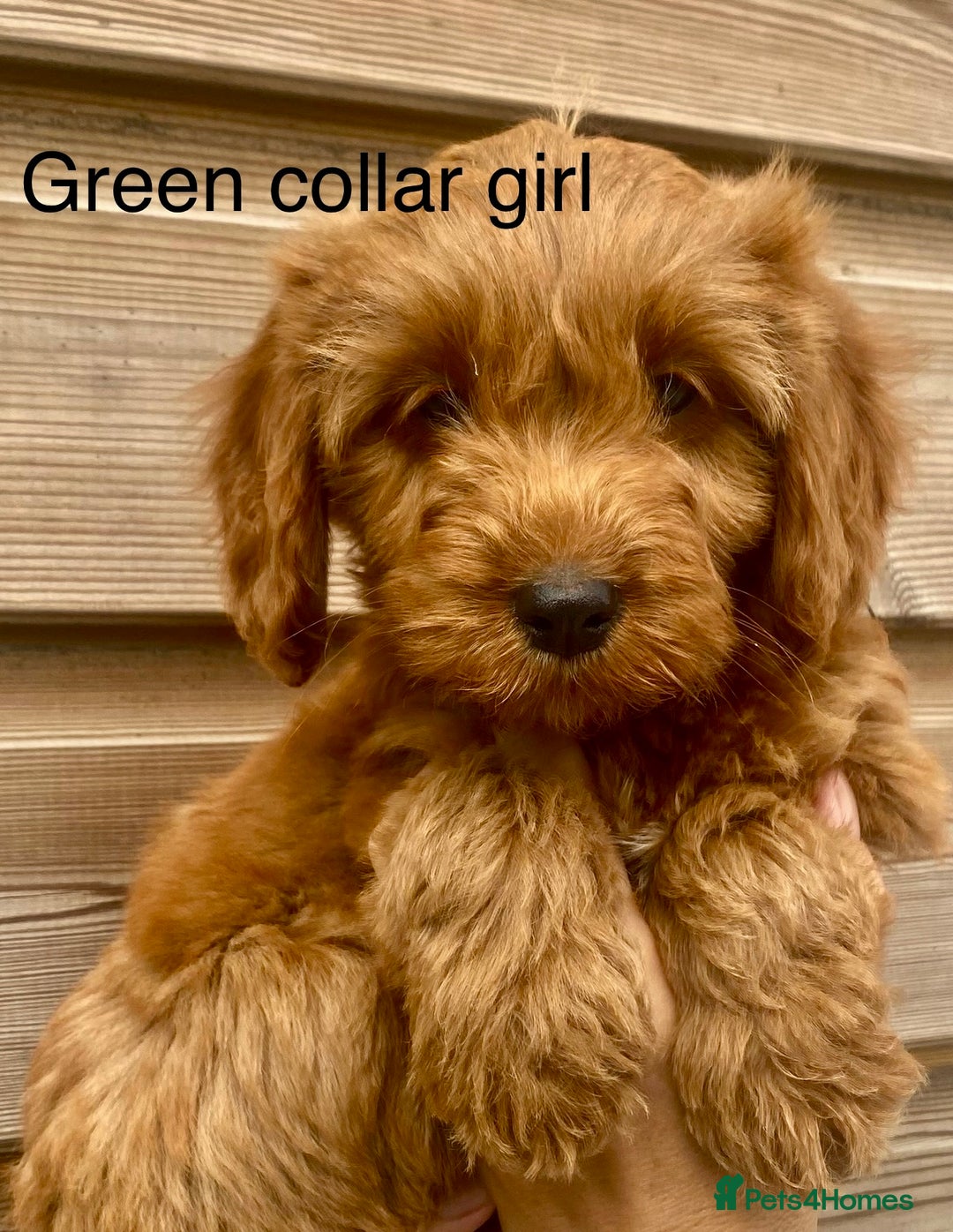 Cockapoo dogs for sale: Beautiful f1 Cockapoo puppies - Image 3
