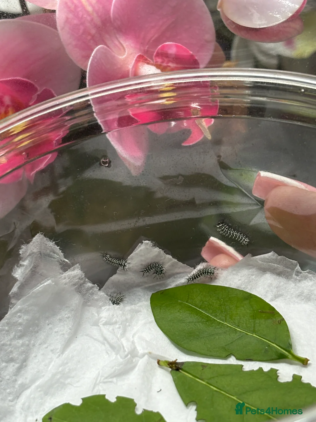 Worms invertebrates for sale: Atlas moth caterpillars  - Advert 2