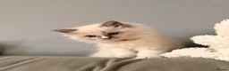 Ragdoll cats for sale: 🤍 Exceptional TICA Registered Ragdoll Girls - Advert 3