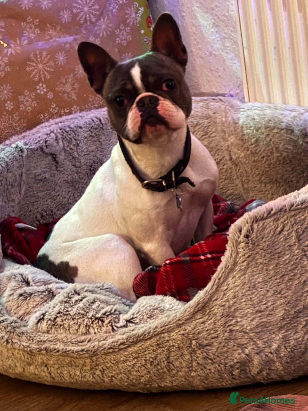 French Bulldog dogs for stud: French Bulldog for stud  - Image 3