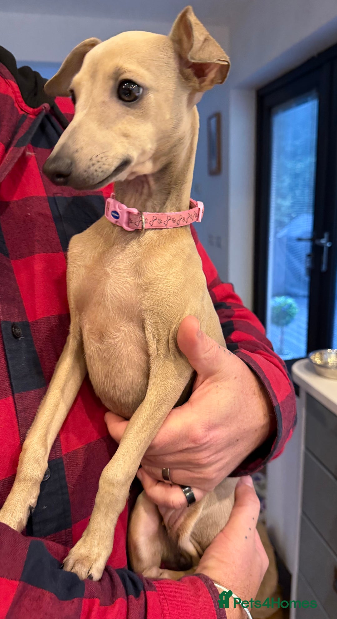 Italian Greyhound dogs for sale: Italian greyhound girl - Image 2