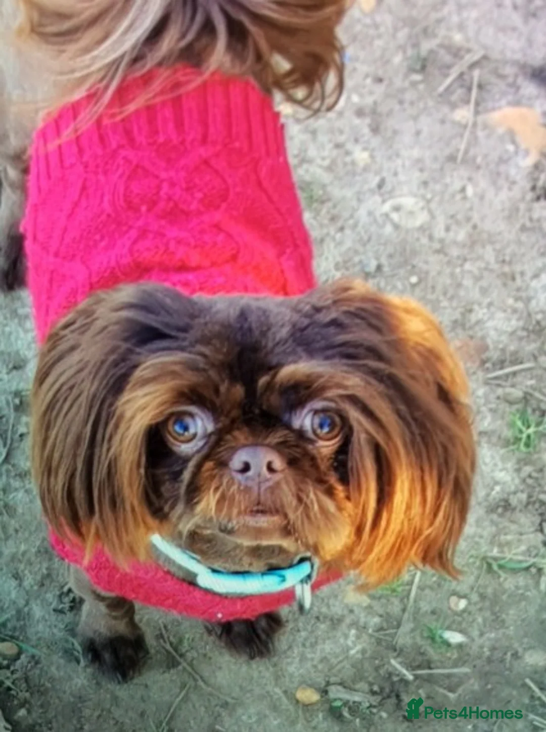 Shih Tzu dogs for stud: Solid None Fading Chocolate Imperial Shih Tzu - Advert 39