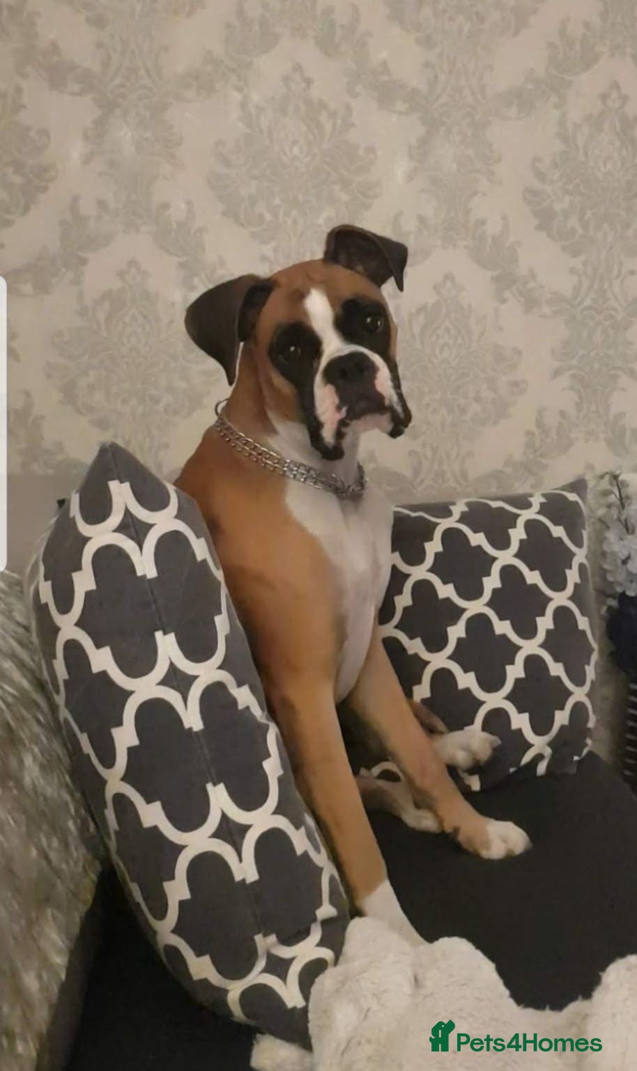 Boxer dogs 💥 Boxer Puppies 💥 - Advert 1