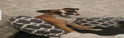 Boxer dogs for sale: 💥 Boxer Puppies 💥 in Manchester - Advert 1