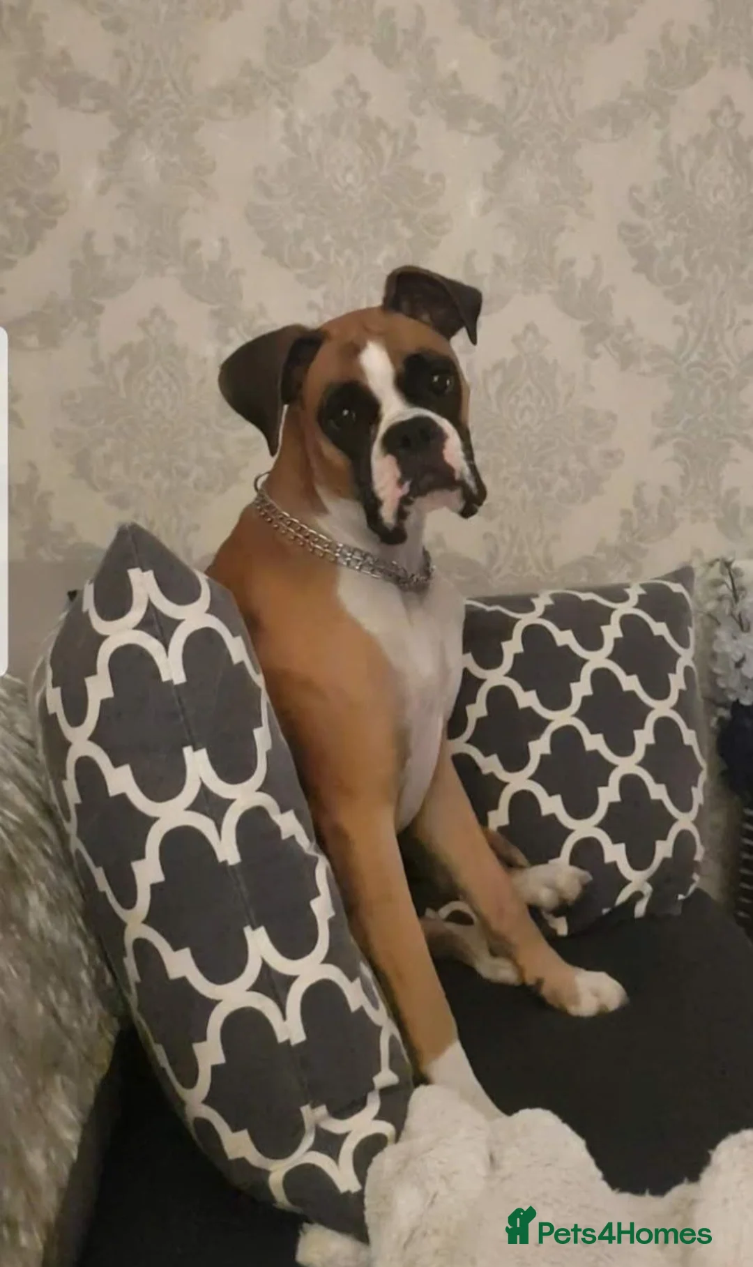 Boxer dogs for sale: 💥 Boxer Puppies 💥 in Manchester - Advert 1