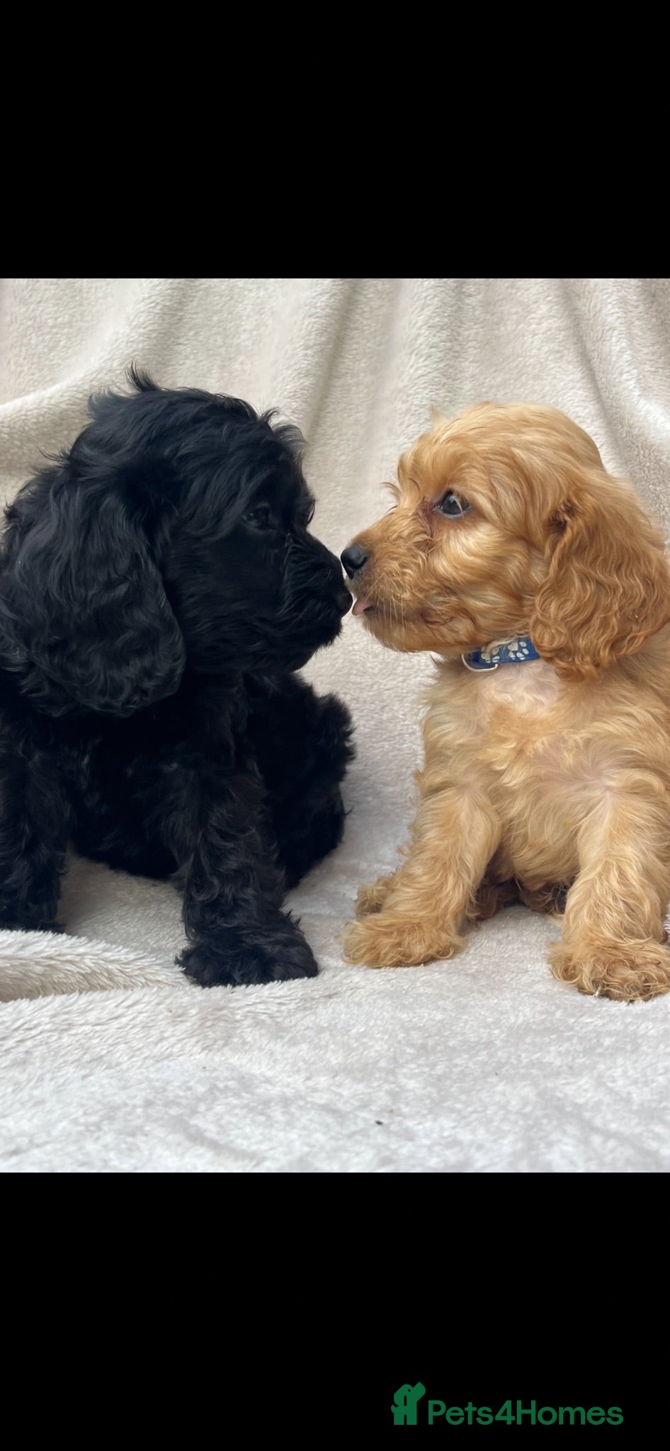 Cockapoo dogs Beautiful Cockapoo puppies  - Advert 2