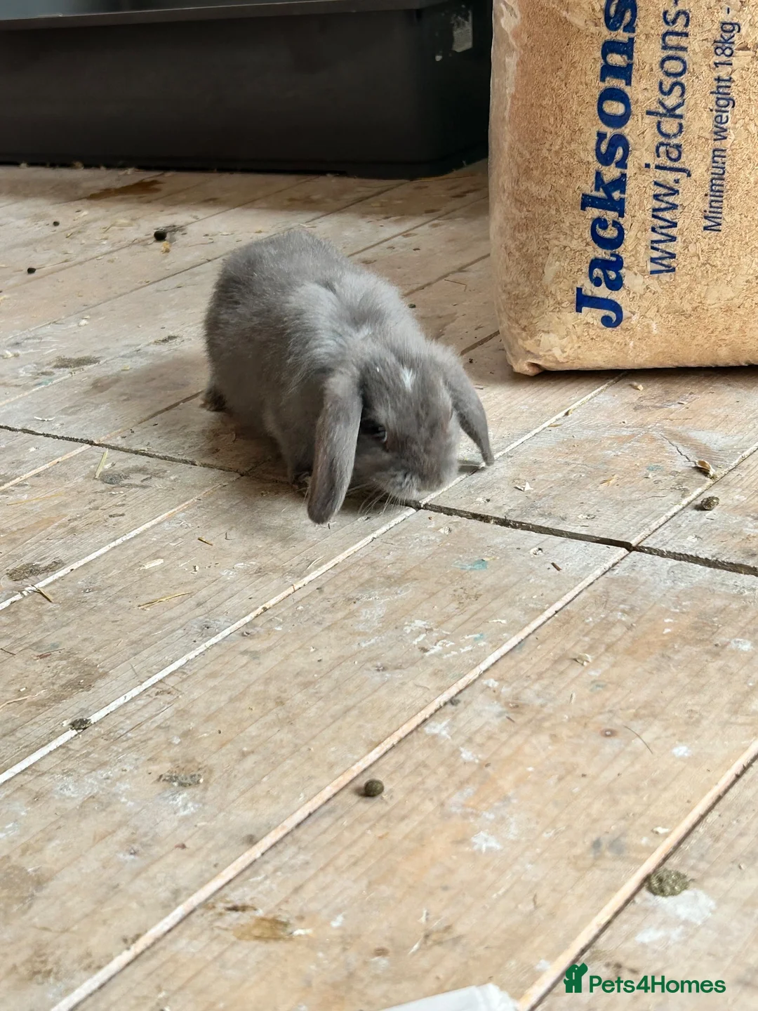 Mixed Breed rabbits for sale: 3 male lop mixed breed - Advert 2